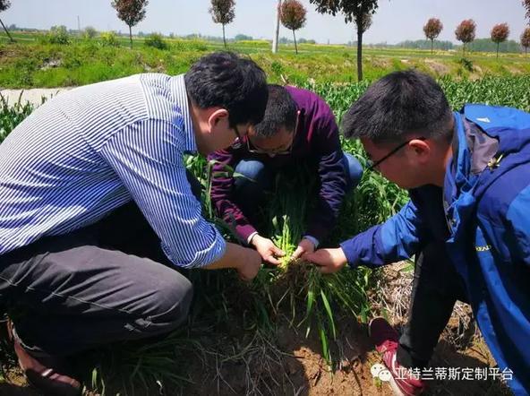 厉害了！广州这家农资企业订制产品被安徽农垦50万亩基地推广应用